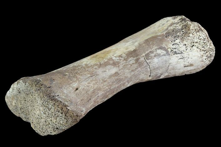 Bargain, Hadrosaur Finger Bone - Alberta (Disposition #-) #95144